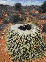 Aloe Ferox